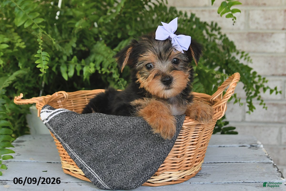Yorkshire Terrier dogs Breeze - Ad 2