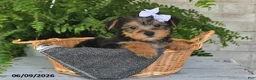 Yorkshire Terrier dogs for sale: Breeze - Ad 2