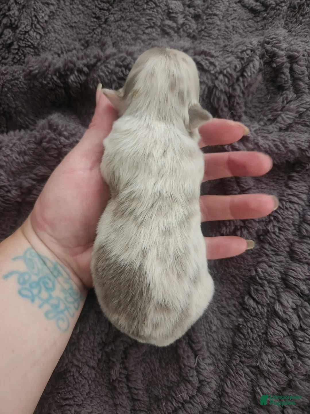 Chihuahua dogs for sale: ATLAS - Ad 2