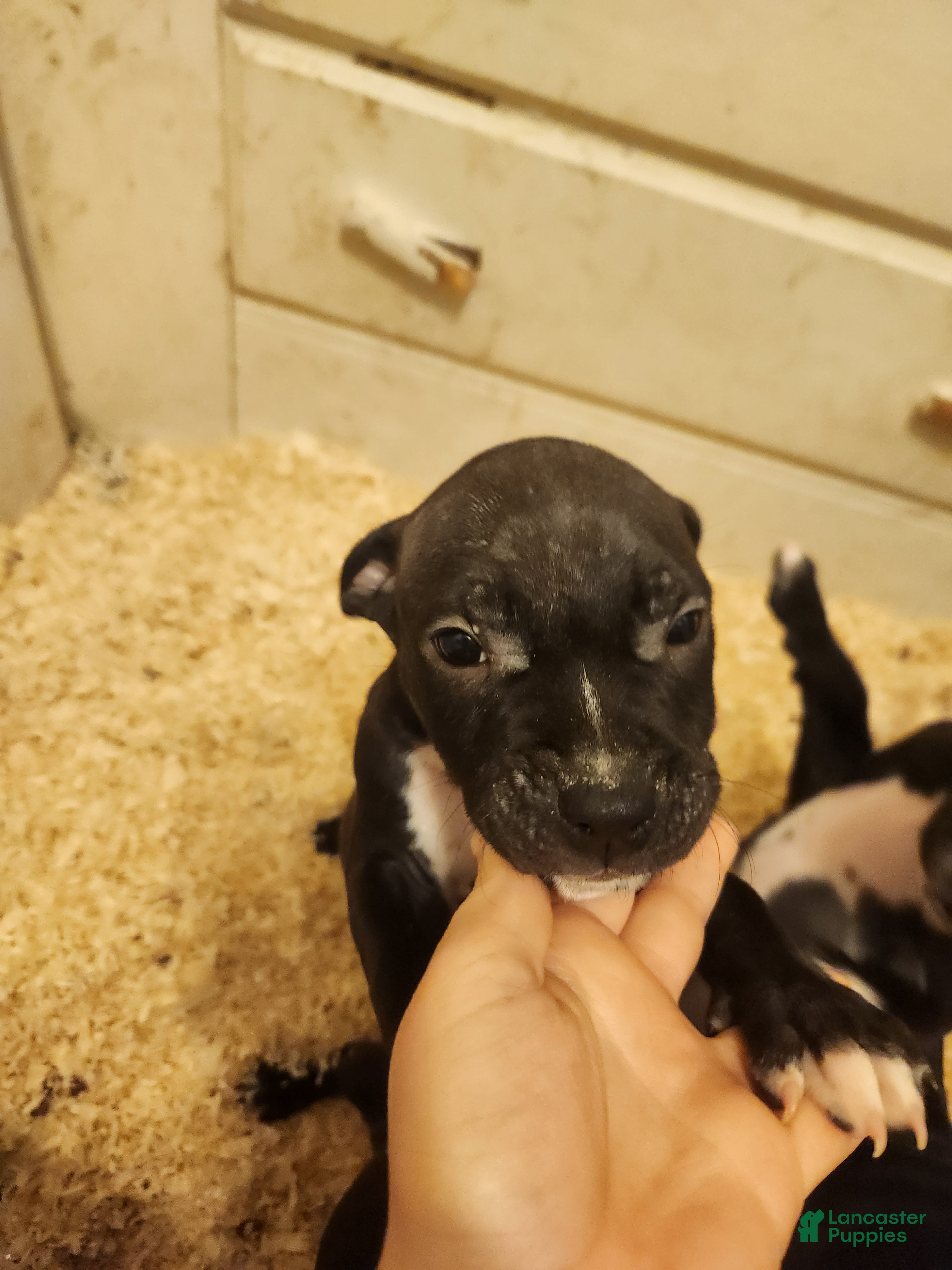American Pit Bull Terrier dogs American Pit Bull Terrier 3 - Ad 32