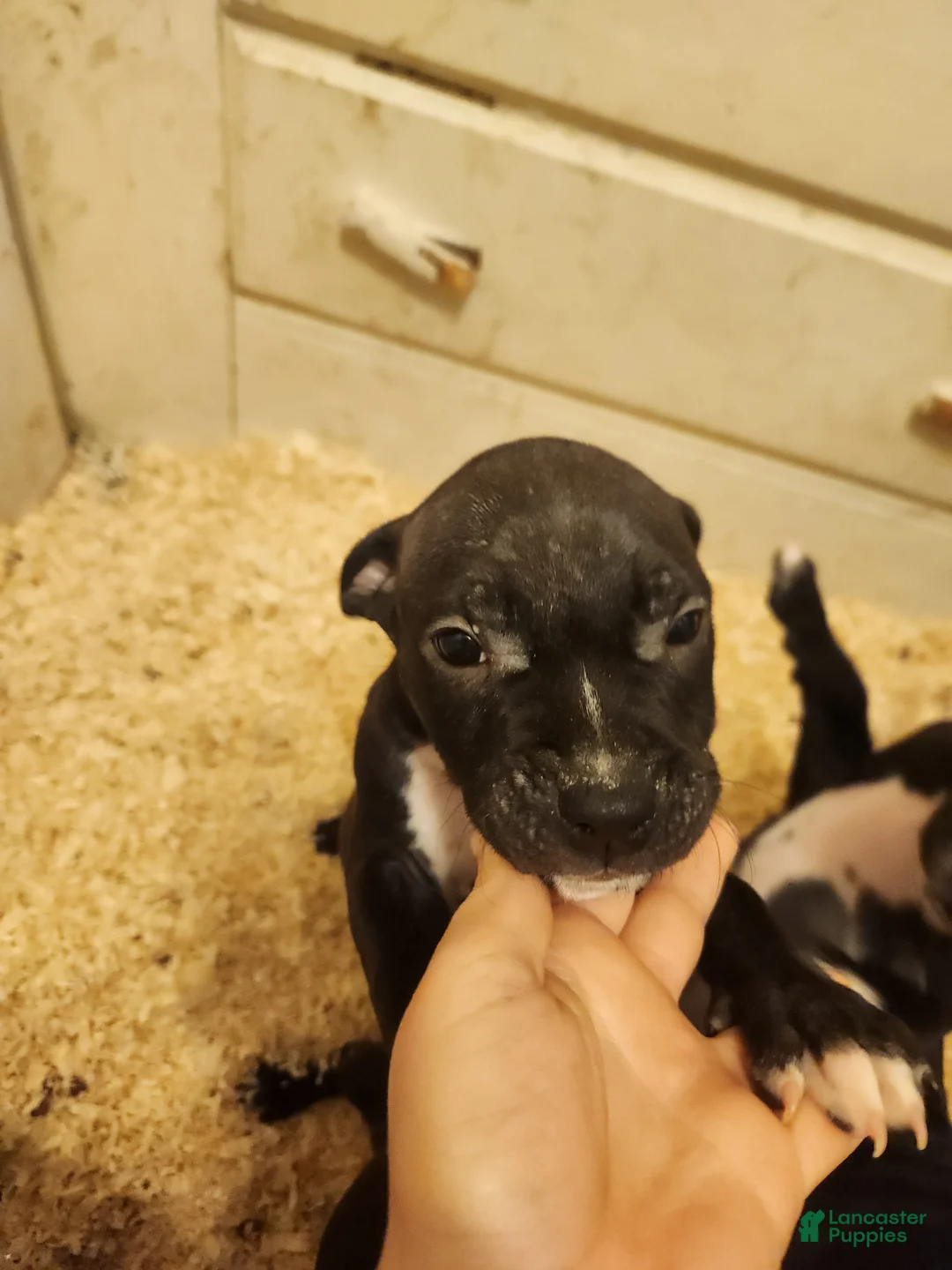 American Pit Bull Terrier dogs for sale: American Pit Bull Terrier 3 - Ad 1