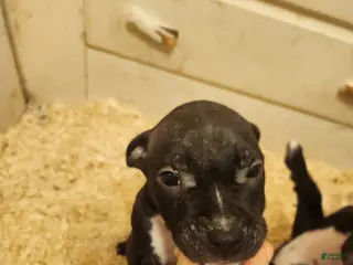 American Pit Bull Terrier dogs American Pit Bull Terrier 3 - Ad 32