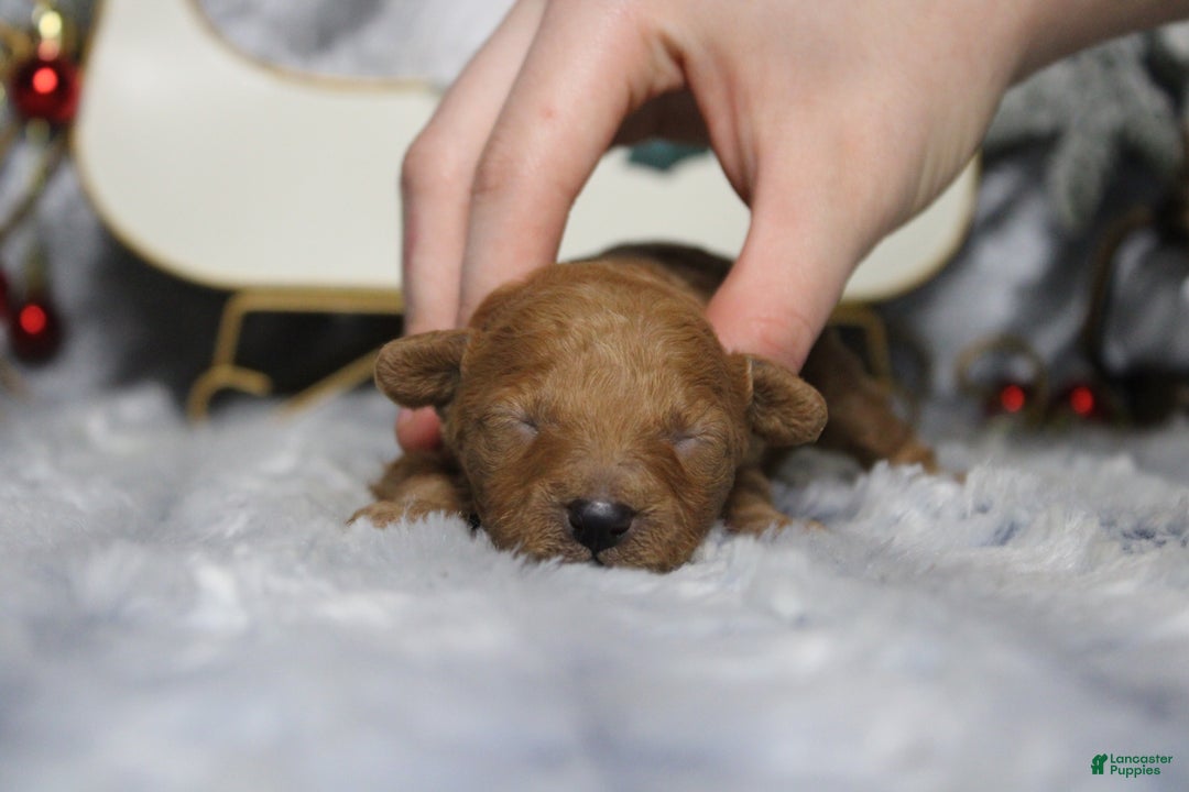 Toy Poodle dogs for sale: Ruby - Ad 4