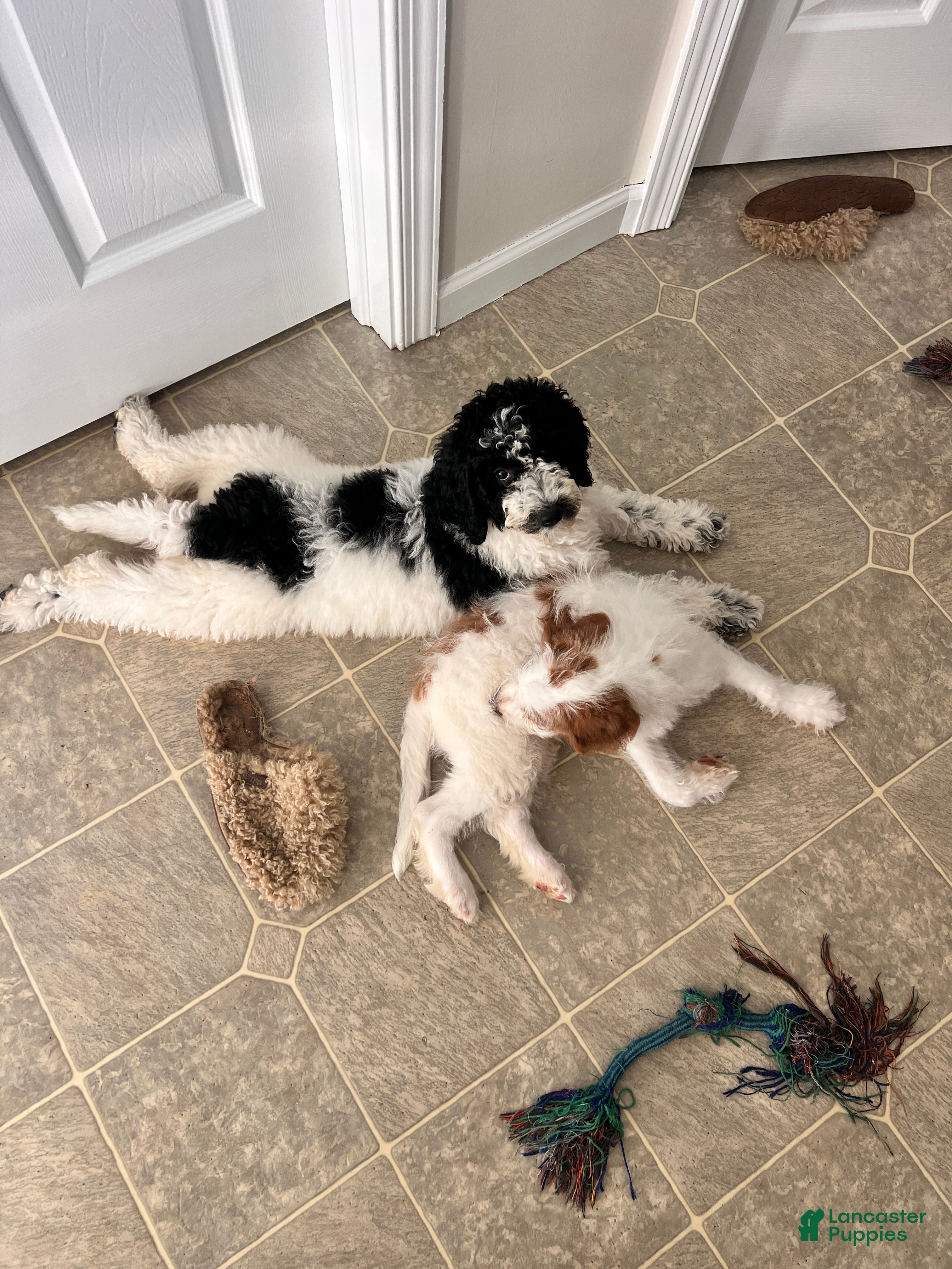 Miniature Labradoodle dogs for sale: Connie  - Ad 1