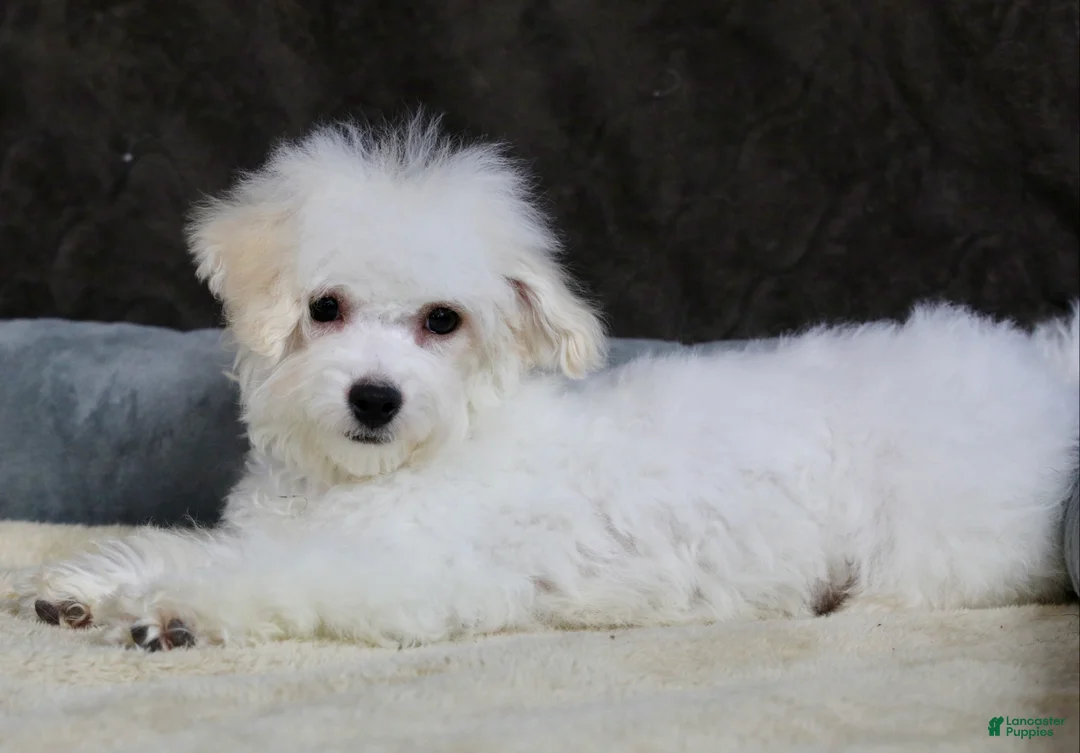 Teddy Bear dogs for sale: Dasher - Ad 15