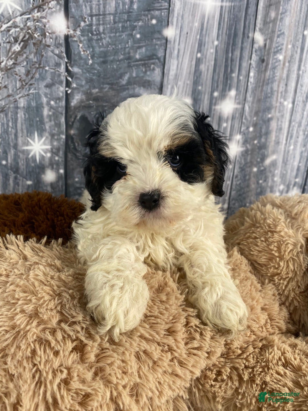 Cavapoo dogs for sale: Jovan - Ad 7