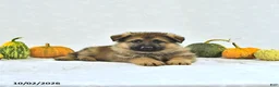 German Shepherd dogs for sale: Bruno - Ad 4