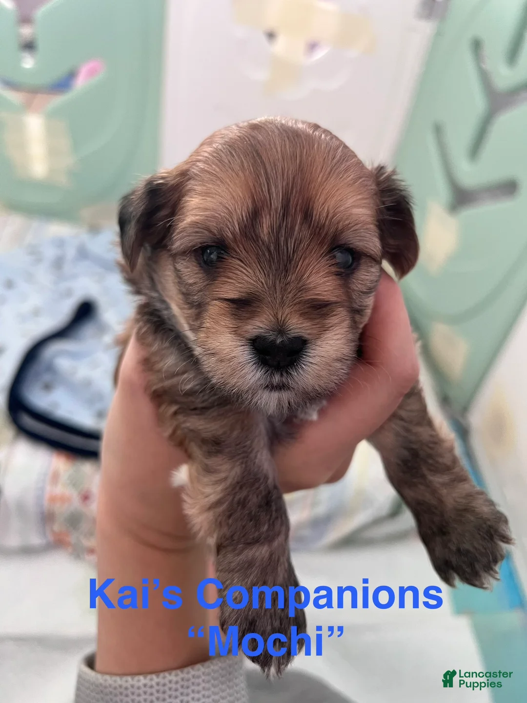 Morkie dogs for sale: Mochi - Ad 1