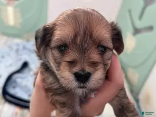 Morkie dogs Mochi - Ad 32