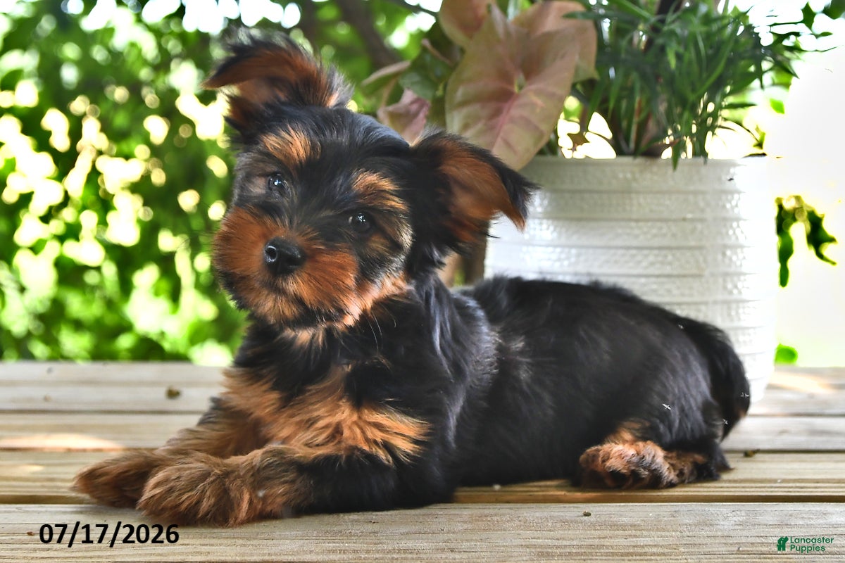 Yorkshire Terrier dogs Billy - Ad 1