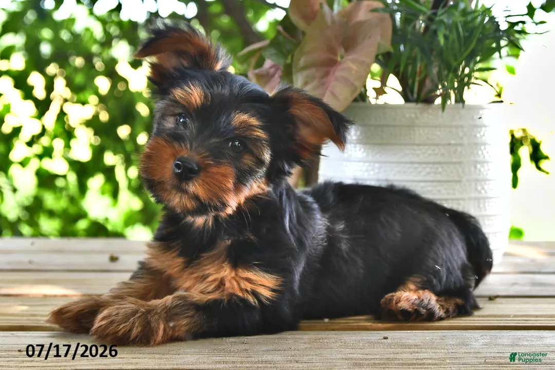 Yorkshire Terrier dogs for sale: Billy - Ad 1