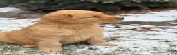 Golden Retriever dogs for sale: Sambo - Ad 5