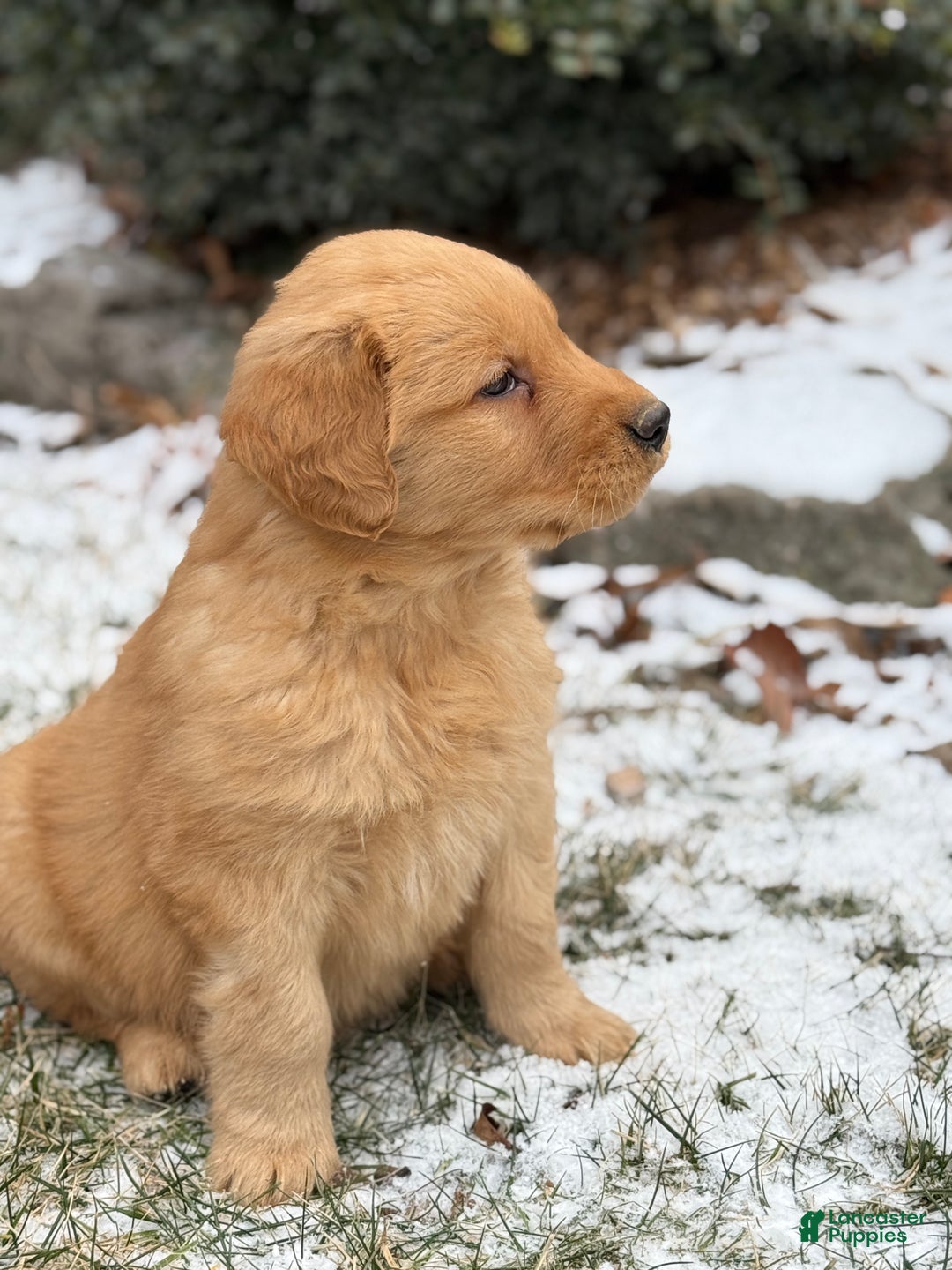 Golden Retriever dogs for sale: Sambo - Ad 5