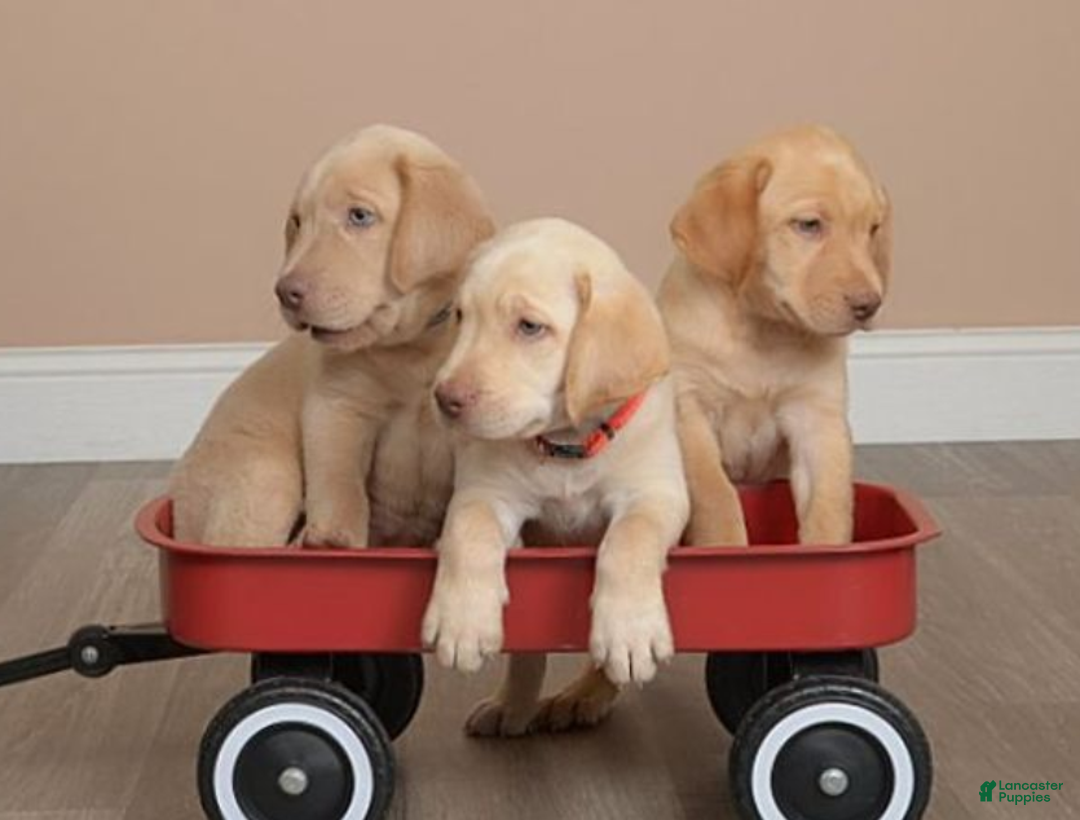 Labrador Retriever dogs for sale: Labrador Retriever Puppy 5 - Ad 20