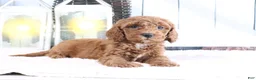 Mini Goldendoodle dogs for sale: Marshall - Ad 4