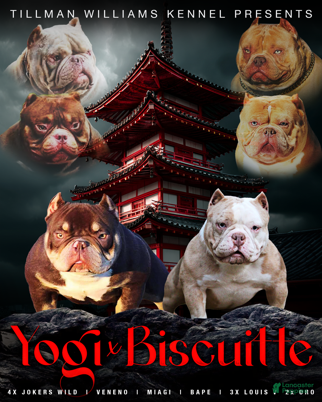 American Bully dogs for sale: Lilac/White Male - Ad 5