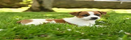 Jack Russell Terrier dogs for sale: Hazel - Ad 2