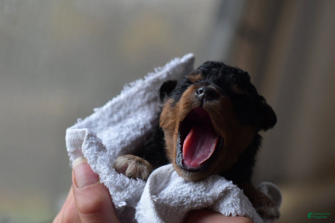 Mini Aussiedoodle dogs for sale: Bear - Ad 3