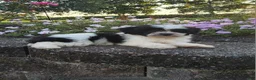 Teddy Bear dogs for sale: Carly - Ad 10