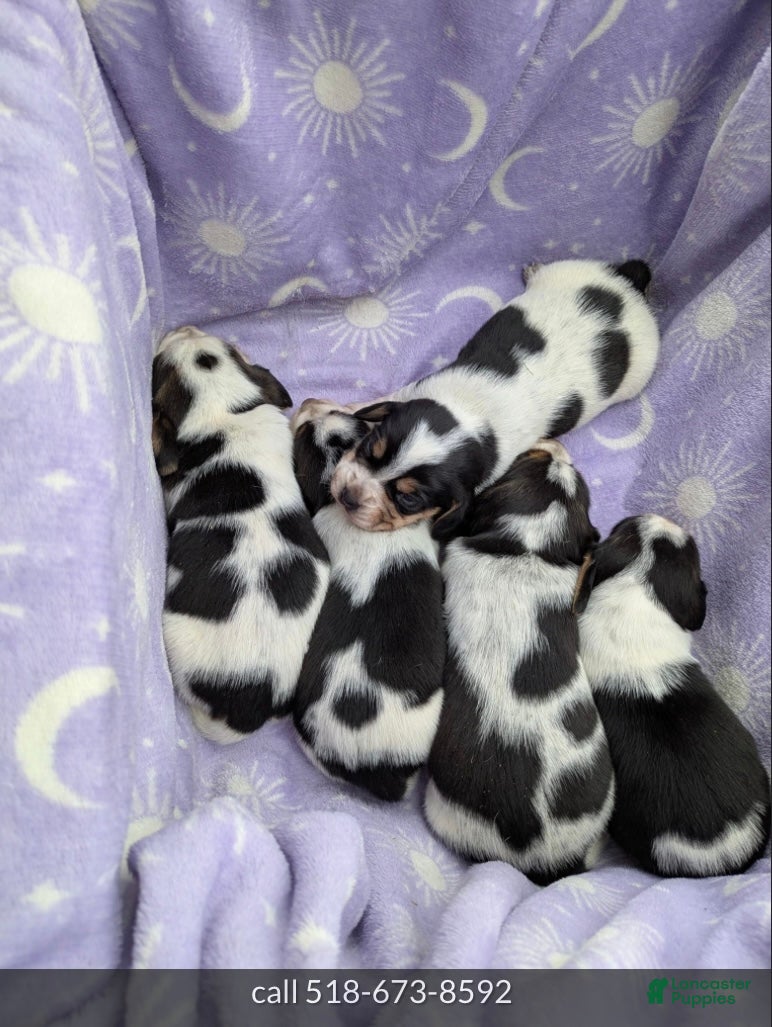 Beagle dogs Oliver❤️🐾AKC Registered❤️Males &Females❤️Text or Call 518–620-5081 - Ad 8