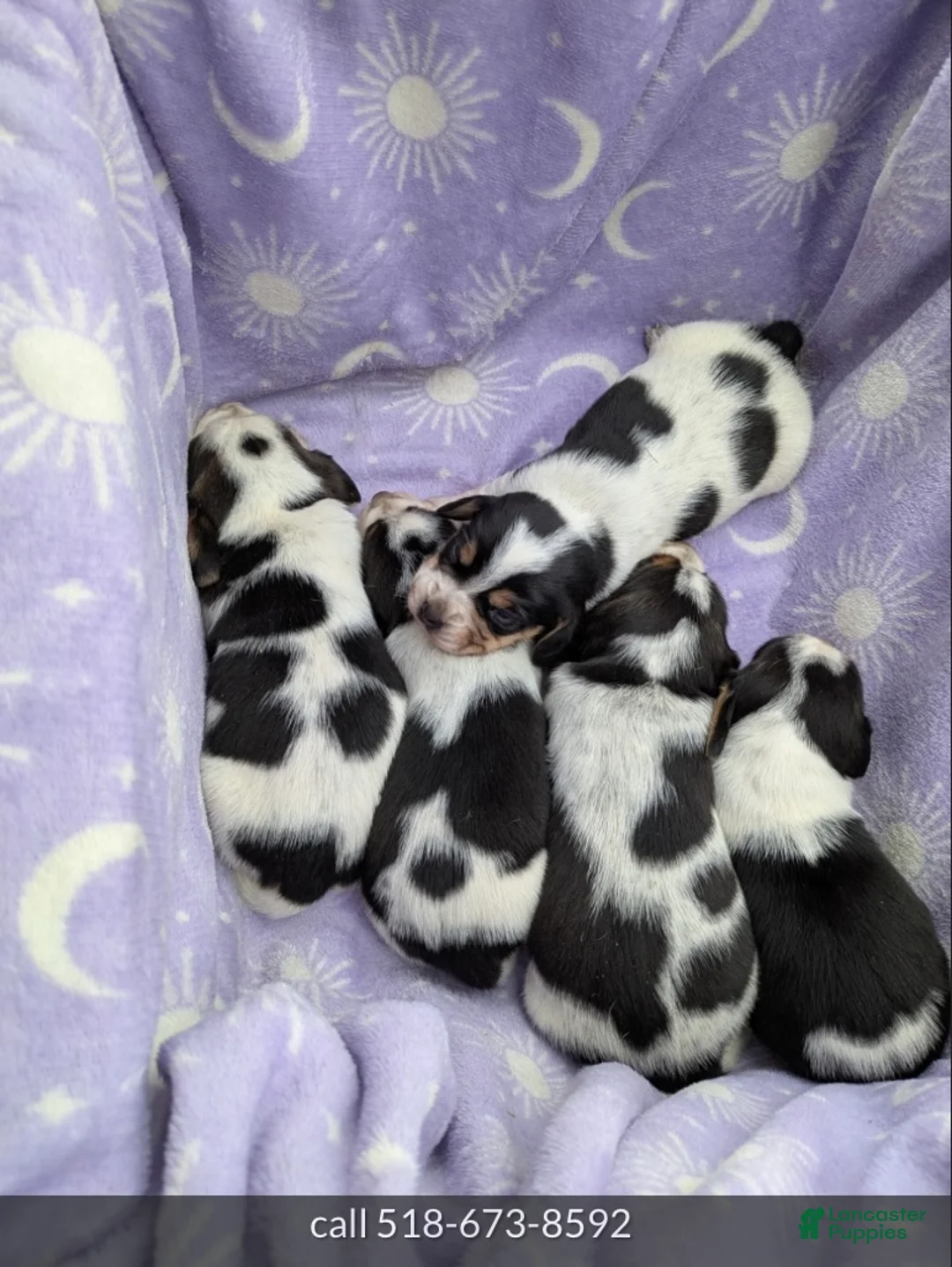 Beagle dogs for sale: Oliver❤️🐾AKC Registered❤️Males &Females❤️Text or Call 518–620-5081 - Ad 1