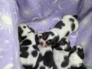 Beagle dogs Oliver❤️🐾AKC Registered❤️Males &Females❤️Text or Call 518–620-5081 - Ad 20