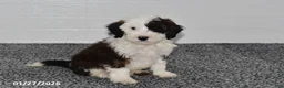 Mini Sheepadoodle dogs for sale: Ace - Ad 5