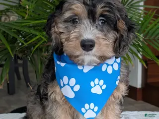 Cavapoo dogs for sale: Charlie - Ad 2