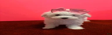 Maltese 5