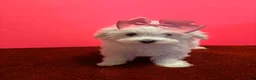 Maltese dogs for sale: Maltese 5 - Ad 1