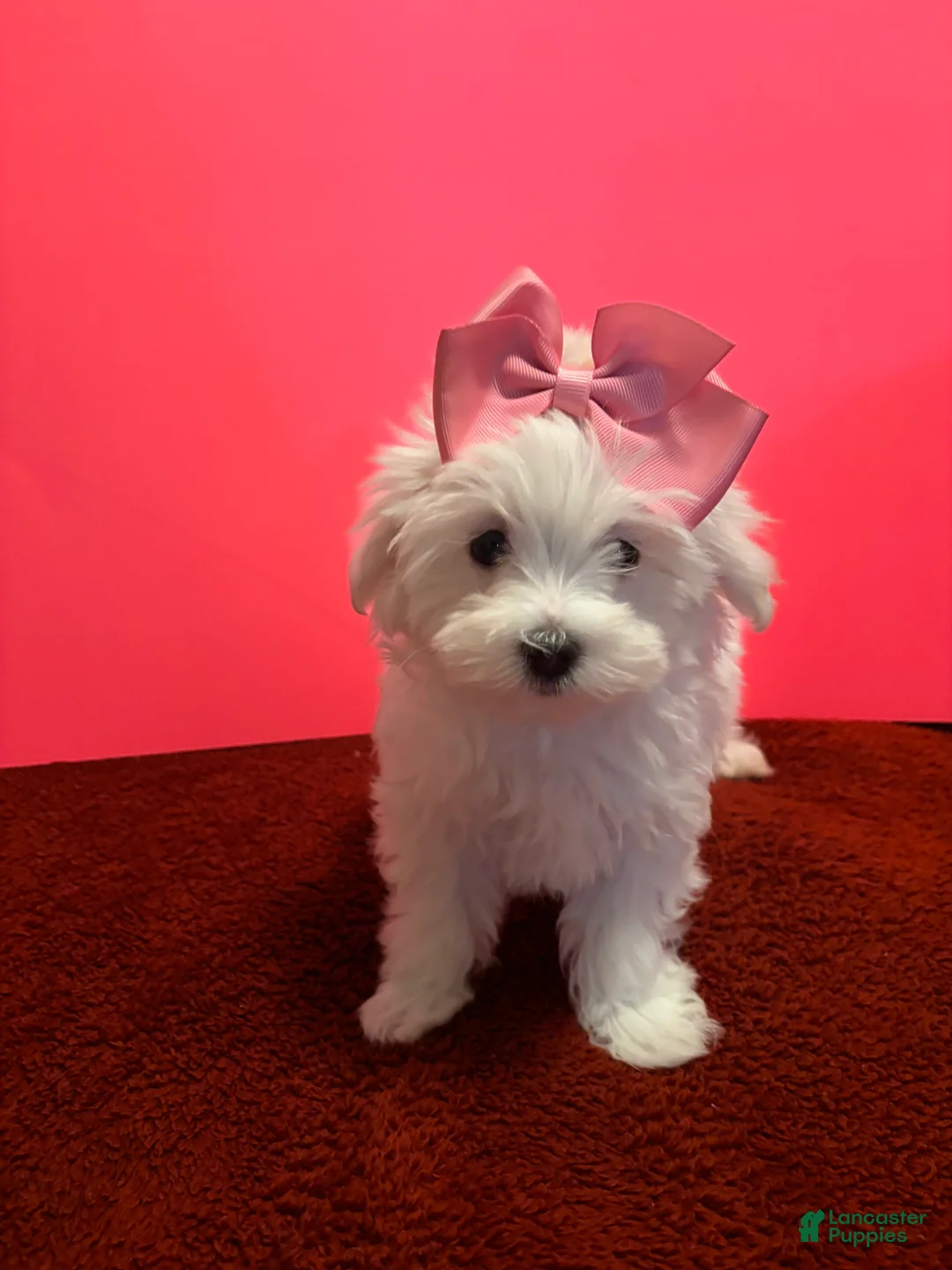 Maltese dogs for sale: Maltese 5 - Ad 1