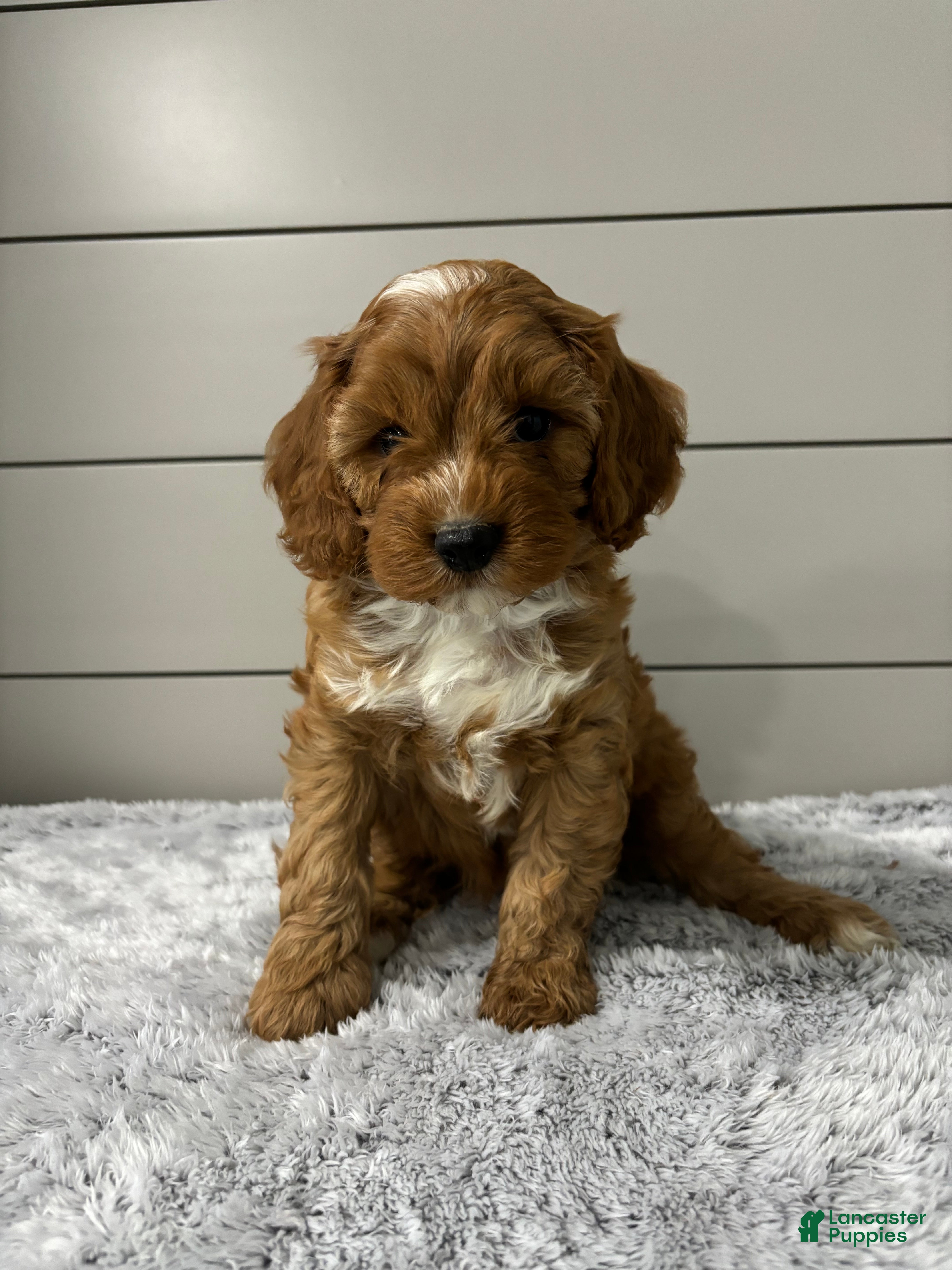 Cavapoo dogs Dawson - Ad 2