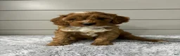 Cavapoo dogs for sale: Dawson - Ad 2