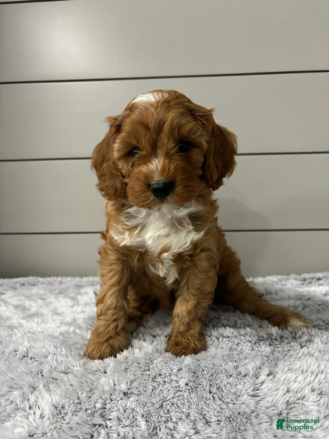Cavapoo dogs for sale: Dawson - Ad 2