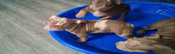 American Bully dogs for sale: American Bully Puppy 1 - Ad 13