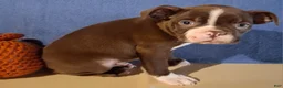 Boston Terrier dogs for sale: Ian - Ad 6