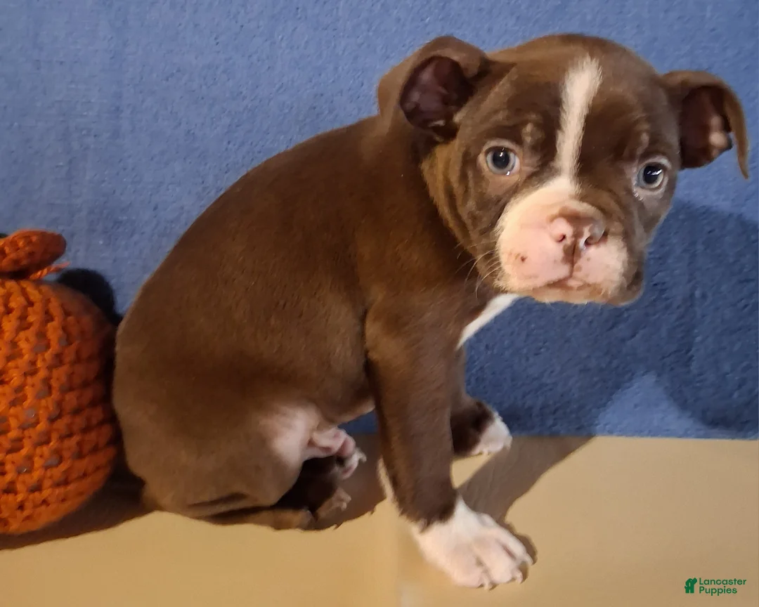 Boston Terrier dogs for sale: Ian - Ad 6
