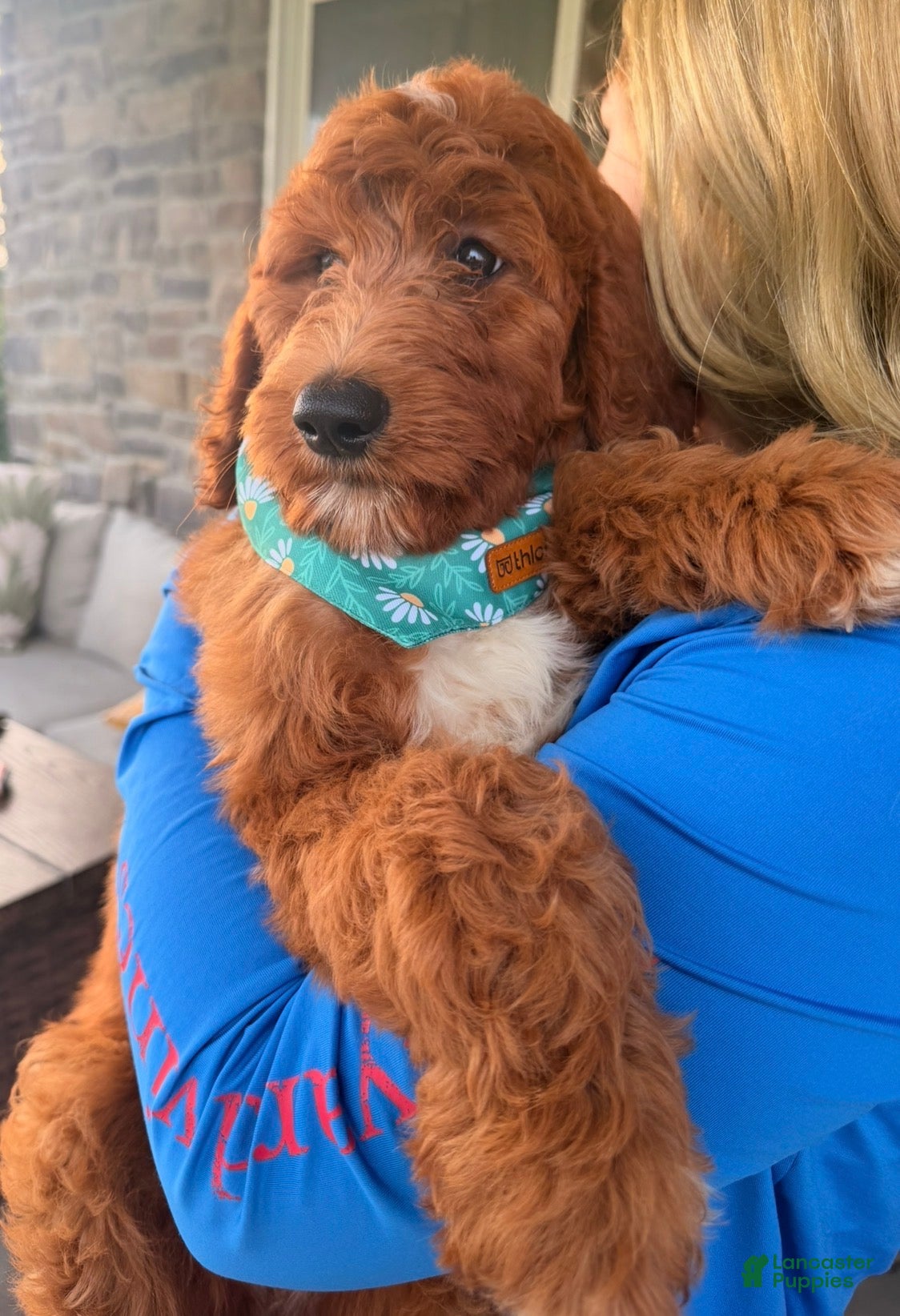 Goldendoodle dogs Windsor  - Ad 1
