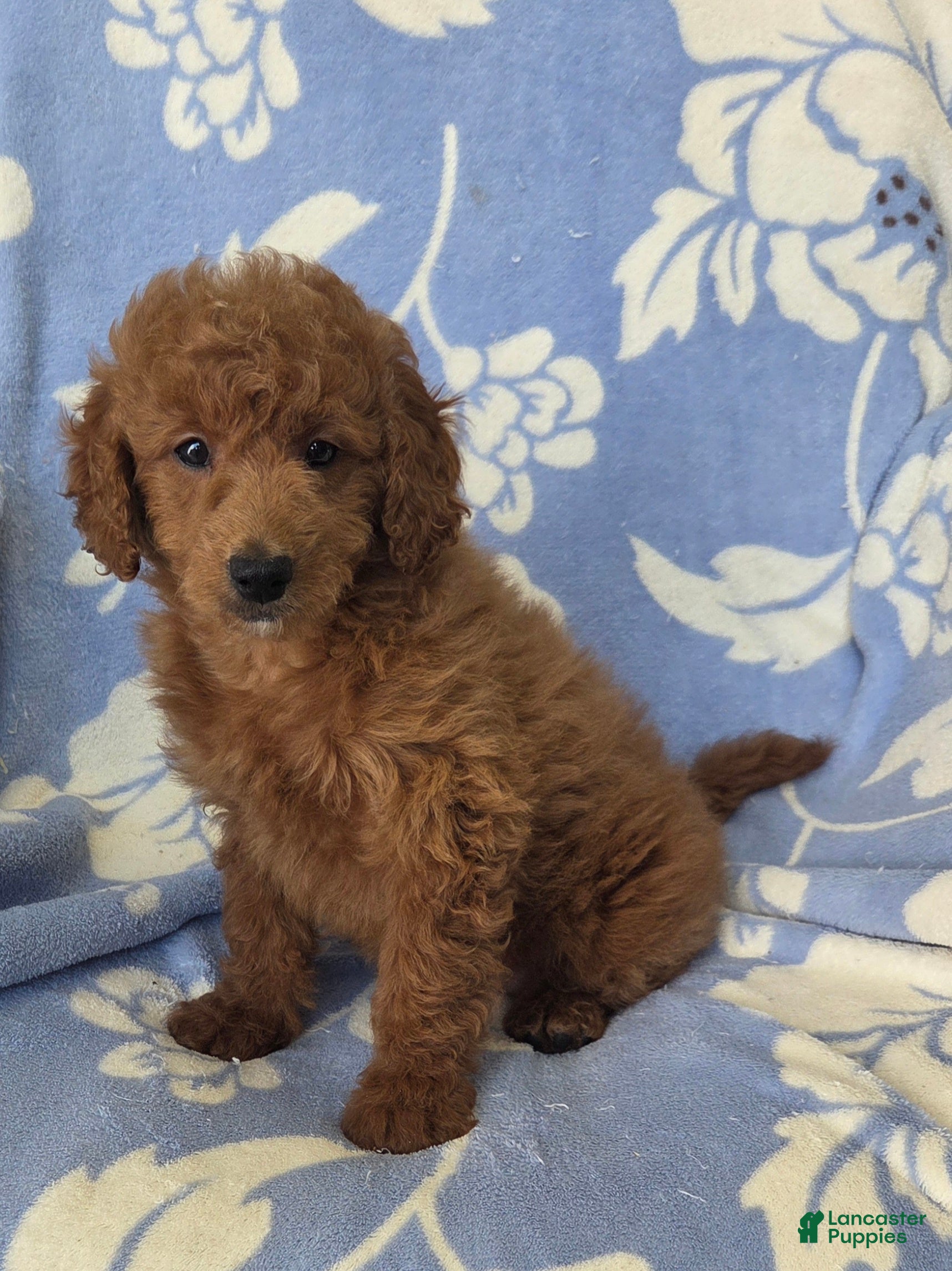 Mini Goldendoodle dogs Rover  - Ad 2