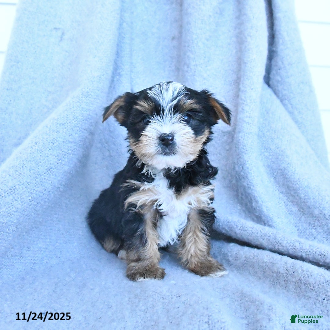 Yorkshire Terrier dogs for sale: Fancy - Ad 2