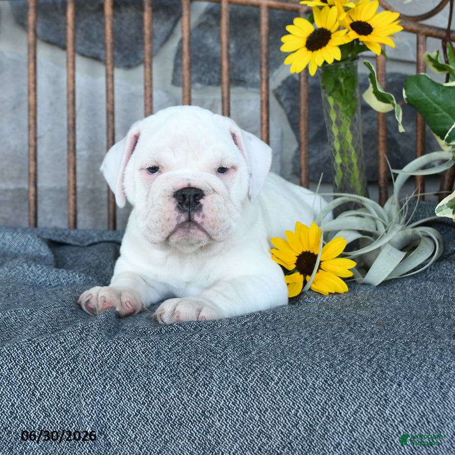 English Bulldog dogs Polar - Ad 2