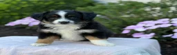 Miniature Australian Shepherd dogs for sale: Auggie - Ad 6