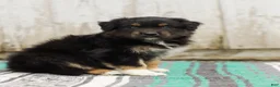 Australian Shepherd dogs for sale: Tori - Ad 3