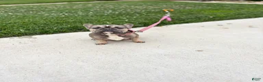 Pregnant French Bulldog 