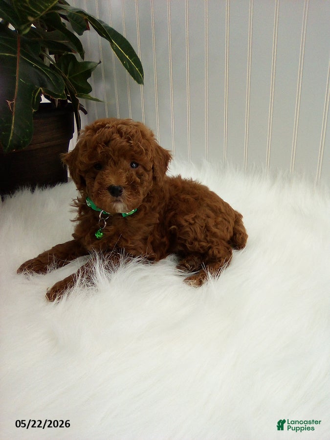 Miniature Poodle dogs Sammy - Ad 2