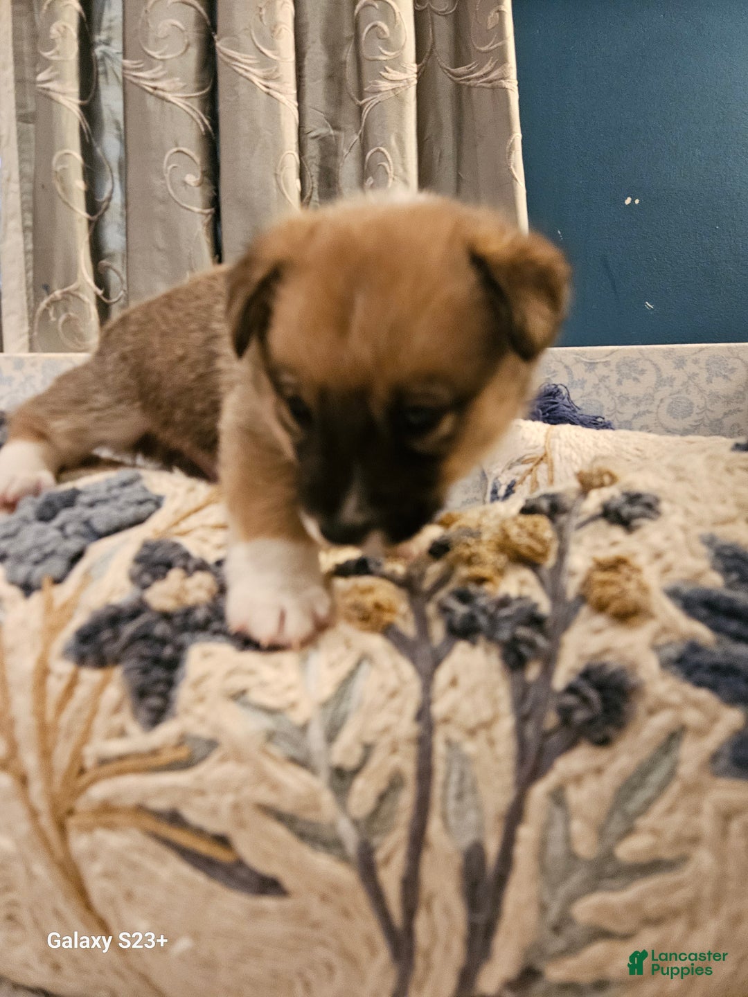 Mixed Breed dogs for sale: Rocky Balboa - Ad 9