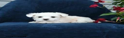 Maltese dogs for sale: Lily - Ad 4