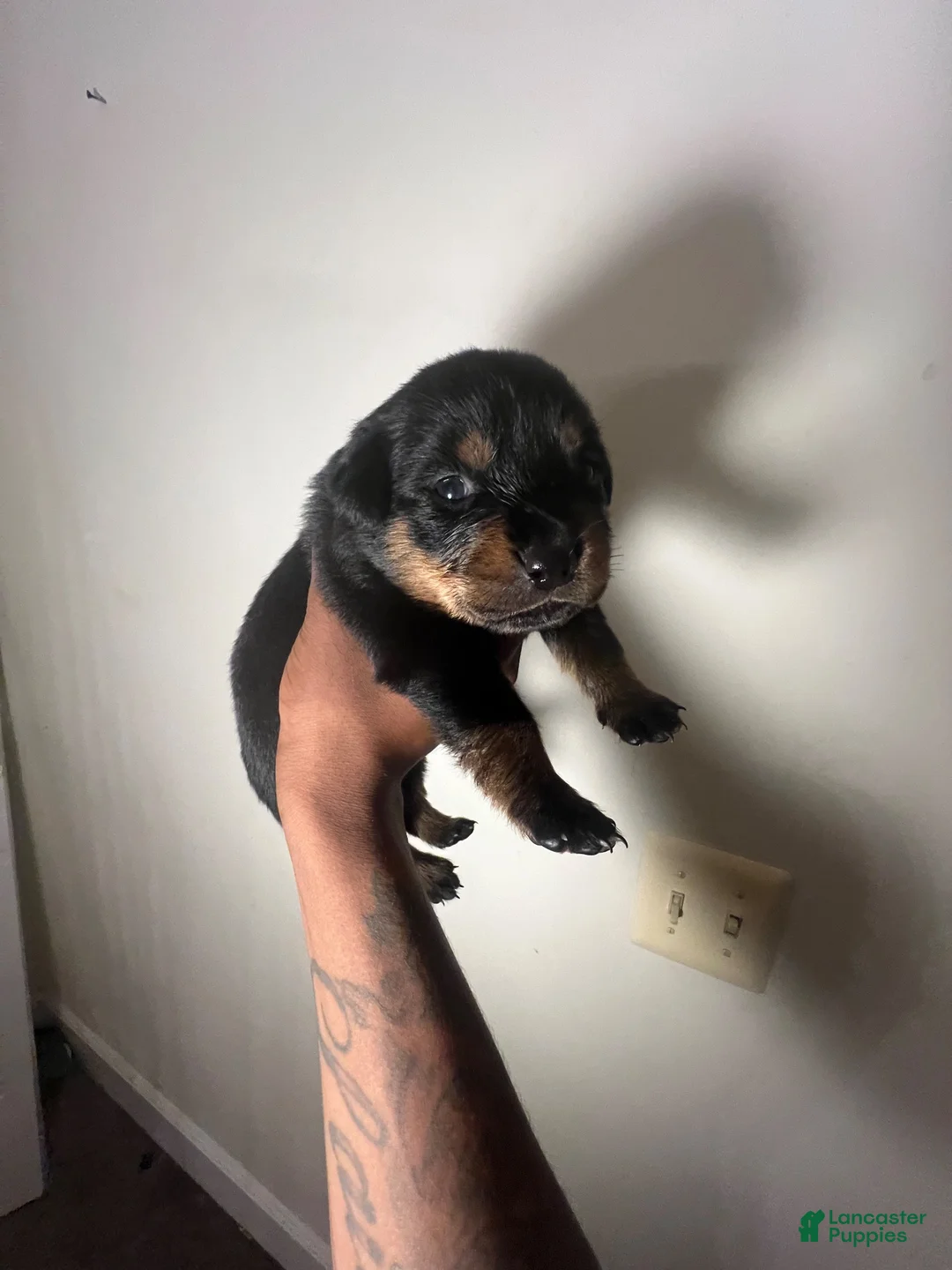 Rottweiler dogs for sale: Rottweiler 3 - Ad 3