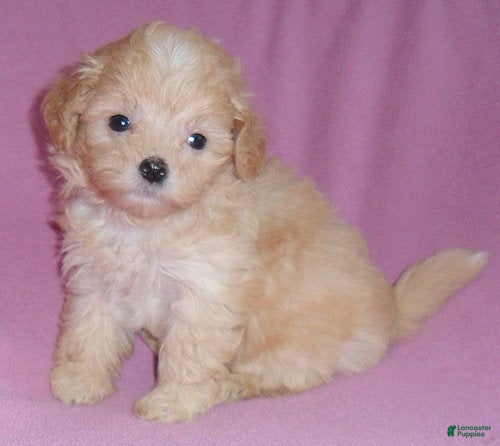 Shihpoo dogs Peaches - Ad 8