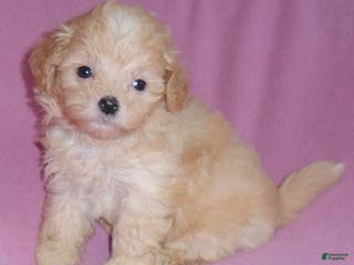 Shihpoo dogs Peaches - Ad 9